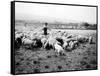 Ellensburg, WA, Goodwin Hogs, 1915-Asahel Curtis-Framed Stretched Canvas