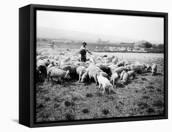 Ellensburg, WA, Goodwin Hogs, 1915-Asahel Curtis-Framed Stretched Canvas