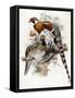 Elliot's Pheasant, 1865-null-Framed Stretched Canvas