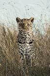 African Leopard (Panthera pardus pardus) adult female, stalking in long grass, Masai Mara, Kenya-Elliott Neep-Framed Photographic Print