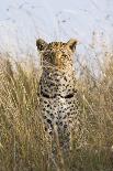 African Leopard (Panthera pardus pardus) adult female, stalking in long grass, Masai Mara, Kenya-Elliott Neep-Framed Photographic Print