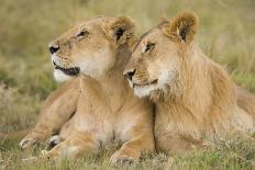 Massai Lion (Panthera leo nubica) adult female laying with immature male, Masai Mara, Kenya-Elliott Neep-Photographic Print