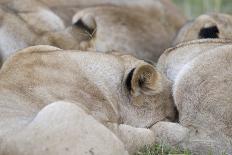 Massai Lion (Panthera leo nubica) adult female laying with immature male, Masai Mara, Kenya-Elliott Neep-Framed Photographic Print
