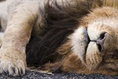 Massai Lion (Panthera leo nubica) adult male, sleeping, close-up of muzzle, mane and paw-Elliott Neep-Photographic Print