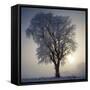 Elm in Winter-Ake Lindau-Framed Stretched Canvas