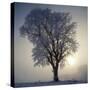 Elm in Winter-Ake Lindau-Stretched Canvas