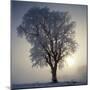 Elm in Winter-Ake Lindau-Mounted Premium Photographic Print