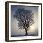 Elm in Winter-Ake Lindau-Framed Photographic Print