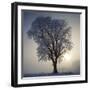 Elm in Winter-Ake Lindau-Framed Photographic Print