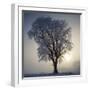 Elm in Winter-Ake Lindau-Framed Photographic Print