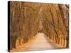 Elm Tree Alley, Wahgunyah, Victoria, Australia, Pacific-Jochen Schlenker-Stretched Canvas