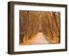 Elm Tree Alley, Wahgunyah, Victoria, Australia, Pacific-Jochen Schlenker-Framed Photographic Print