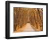 Elm Tree Alley, Wahgunyah, Victoria, Australia, Pacific-Jochen Schlenker-Framed Photographic Print