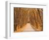 Elm Tree Alley, Wahgunyah, Victoria, Australia, Pacific-Jochen Schlenker-Framed Photographic Print