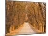 Elm Tree Alley, Wahgunyah, Victoria, Australia, Pacific-Jochen Schlenker-Mounted Photographic Print