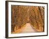 Elm Tree Alley, Wahgunyah, Victoria, Australia, Pacific-Jochen Schlenker-Framed Photographic Print