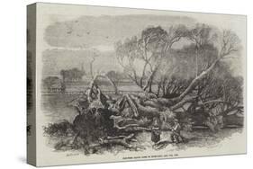 Elm-Tree Blown Down in Hyde Park, 7 May 1856-null-Stretched Canvas