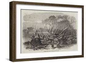 Elm-Tree Blown Down in Hyde Park, 7 May 1856-null-Framed Giclee Print