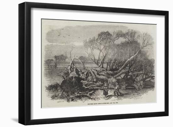 Elm-Tree Blown Down in Hyde Park, 7 May 1856-null-Framed Giclee Print