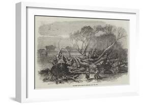 Elm-Tree Blown Down in Hyde Park, 7 May 1856-null-Framed Giclee Print