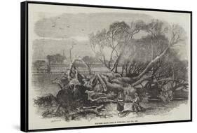 Elm-Tree Blown Down in Hyde Park, 7 May 1856-null-Framed Stretched Canvas
