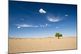Elm Tree (Ulmus) in Gobi Desert, South Mongolia-Inaki Relanzon-Mounted Photographic Print