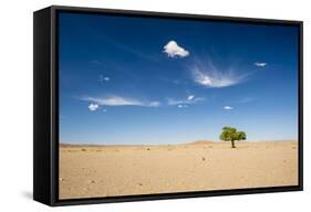 Elm Tree (Ulmus) in Gobi Desert, South Mongolia-Inaki Relanzon-Framed Stretched Canvas