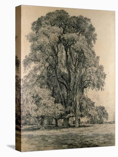 Elm Trees in Old Hall Park, East Bergholt, 1817-John Constable-Stretched Canvas