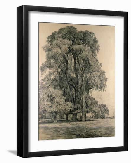 Elm Trees in Old Hall Park, East Bergholt, 1817-John Constable-Framed Giclee Print