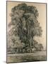 Elm Trees in Old Hall Park, East Bergholt, 1817-John Constable-Mounted Giclee Print