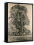 Elm Trees in Old Hall Park, East Bergholt, 1817-John Constable-Framed Stretched Canvas