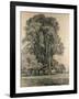 Elm Trees in Old Hall Park, East Bergholt, 1817-John Constable-Framed Giclee Print