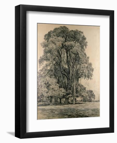 Elm Trees in Old Hall Park, East Bergholt, 1817-John Constable-Framed Premium Giclee Print