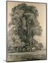 Elm Trees in Old Hall Park, East Bergholt, 1817-John Constable-Mounted Premium Giclee Print
