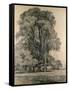 Elm Trees in Old Hall Park, East Bergholt, 1817-John Constable-Framed Stretched Canvas