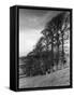 Elm Trees-null-Framed Stretched Canvas