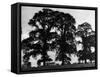 Elm Trees-null-Framed Stretched Canvas