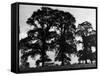 Elm Trees-null-Framed Stretched Canvas