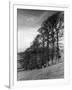 Elm Trees-null-Framed Photographic Print