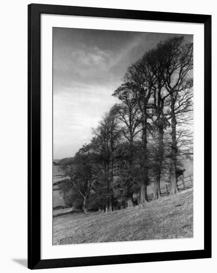 Elm Trees-null-Framed Photographic Print