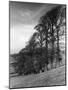 Elm Trees-null-Mounted Photographic Print