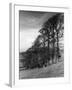 Elm Trees-null-Framed Photographic Print