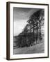 Elm Trees-null-Framed Photographic Print