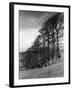 Elm Trees-null-Framed Photographic Print