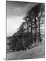 Elm Trees-null-Mounted Photographic Print