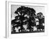 Elm Trees-null-Framed Photographic Print