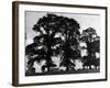 Elm Trees-null-Framed Photographic Print