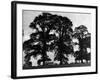 Elm Trees-null-Framed Photographic Print