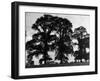 Elm Trees-null-Framed Photographic Print