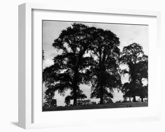 Elm Trees-null-Framed Photographic Print